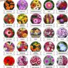 Kraft Seeds Varieties of Summer Flower Seeds (Multicolour, Pack of 25)